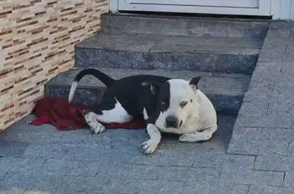 cachorro encontrada