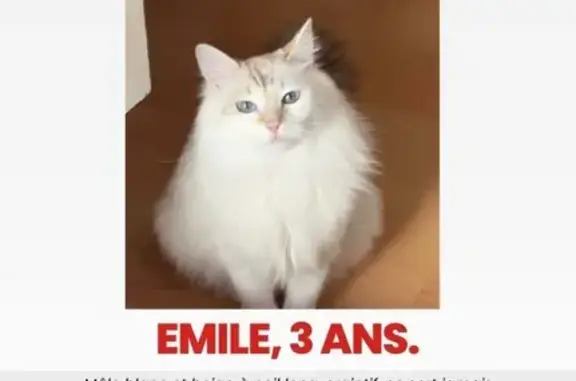 Chat perdu blanc/beige à poil long, Aubière - photo