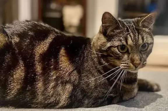 Animaux perdus Boulogne-Billancourt, photo: Chatte tigrée 7 ans perdue à Boulogne