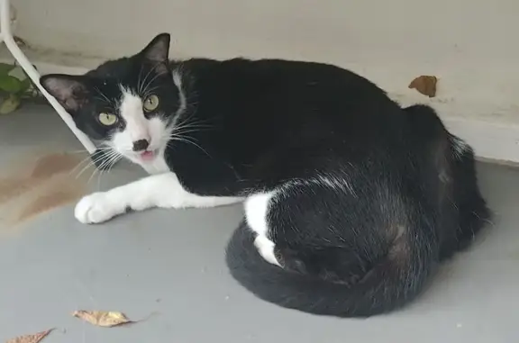 Lost Tuxedo Cat in Jurong West