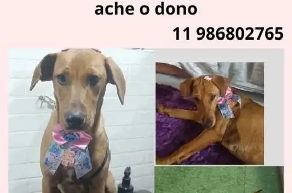 cachorro encontrada