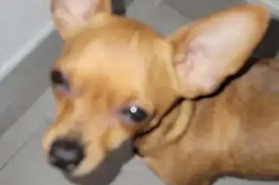 Petite chienne marron perdue à Auterive - photo
