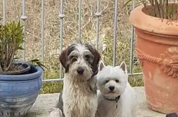 Chien perdu Bras, photo : Chien Jazz perdu, collier manquant, Bras