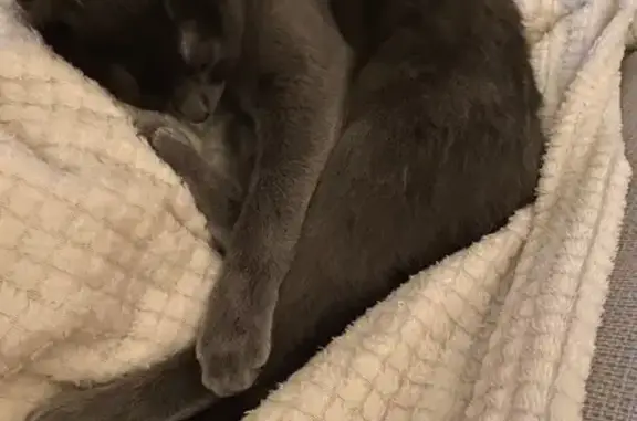 Animaux perdus Bréhand, photo: Chatte grise Ula perdue à Bréhand