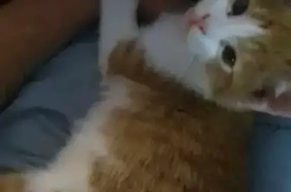 Chat perdu : roux et blanc, strabisme léger - photo