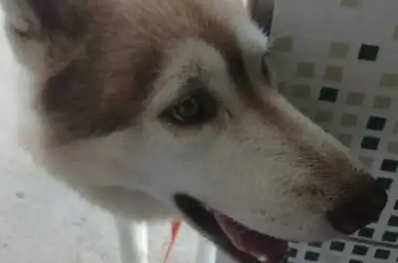 cachorro desaparecida