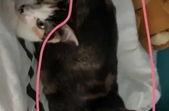 Chat perdu, Prinquiau, photo: Chatte tricolore perdue à Prinquiau