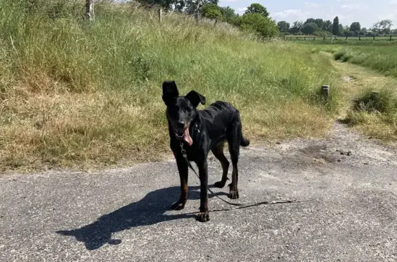 Beauceron trouvé avec laisse cassée à Genêts - photo