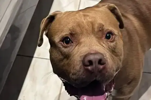 cachorro encontrada