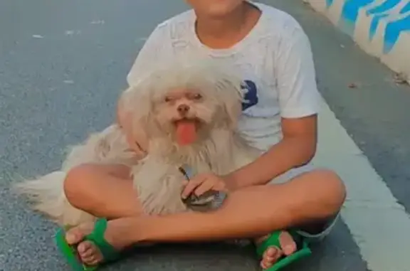 cachorro desaparecida