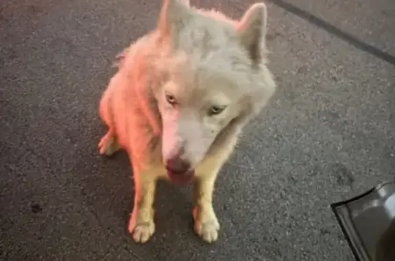 Found Dog with Collar on Clinton Ave