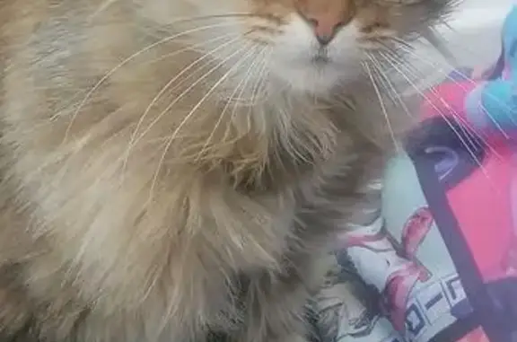 Animaux trouvés , photo: Chatte docile trouvée à Bellegarde