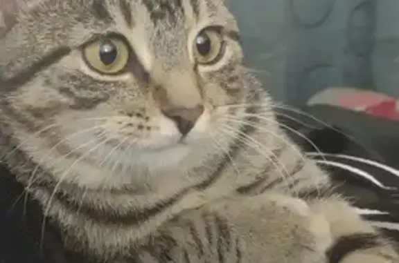 Lost Cat Near Briarwood Pet Clinic! Reward!