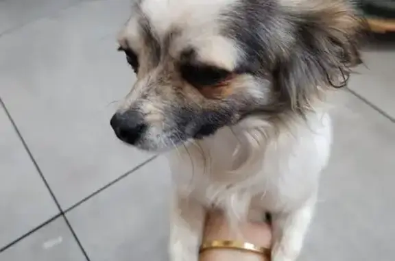 Chien trouvé Vias, photo: Chien affectueux trouvé à Vias