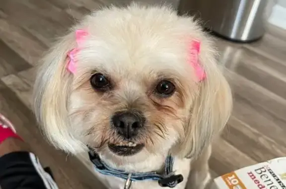 Lost Dog: Brown & White Zoey in Chicago