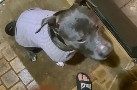 Found Dog: Brown & Grey in Jumper, Sydney