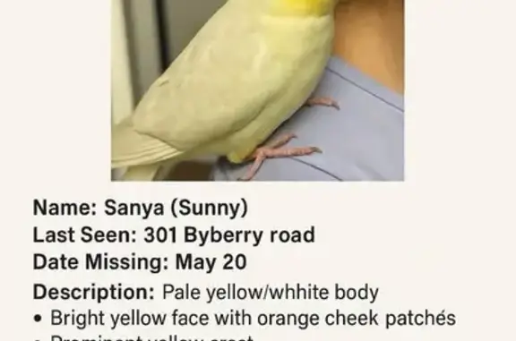 Lost Cockatiel: Bright Yellow, Byberry Rd