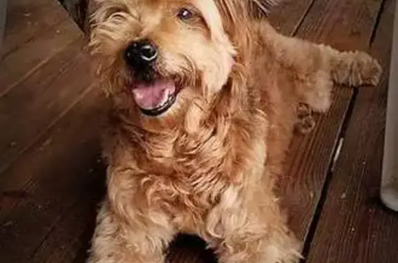 Lost: Elderly Brownish Fawn Terrier, Jax