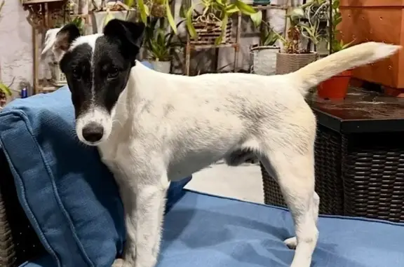 Lost Dog: $400 Reward for Harry