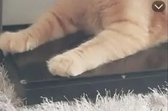 Lost Orange Cat: Sweet & Loving in Rockford