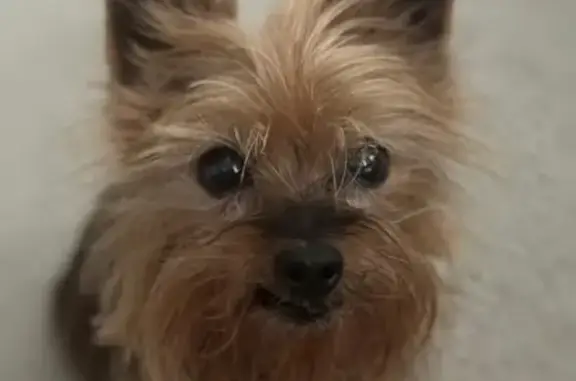 Lost Yorkie in Mooresville: Needs Meds!