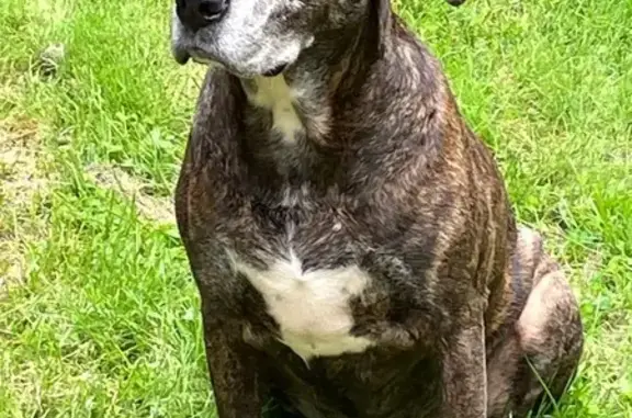 Sweet Brindle Dog Found on Bro...