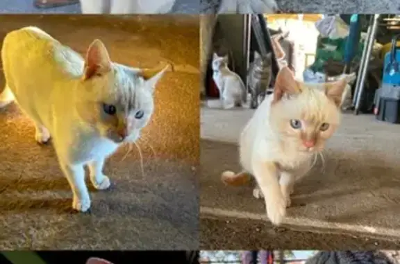 Gato Perdido: Blanco con Detal...