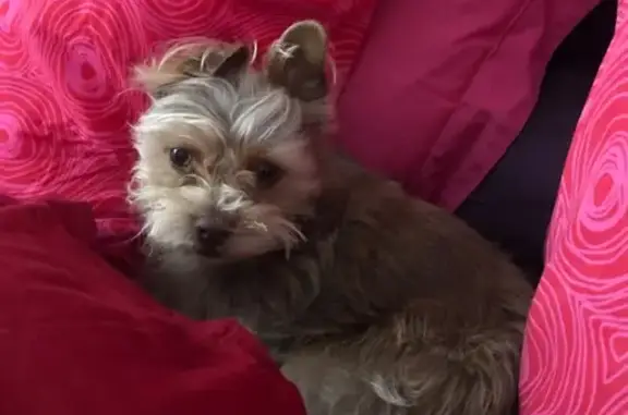 Chien perdu , photo : Perdue : Frida, petite Yorkshire peureuse