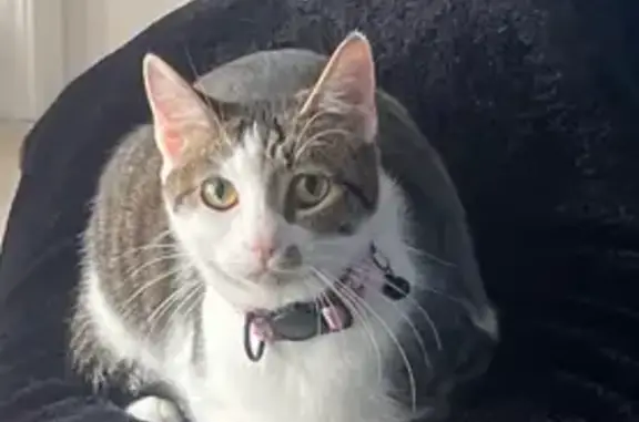 Help Find Gigi: Missing Cat in Indy