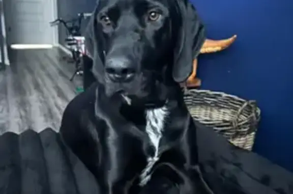 Lost: Sweet Black Lab/Pointer Mix, Yukon