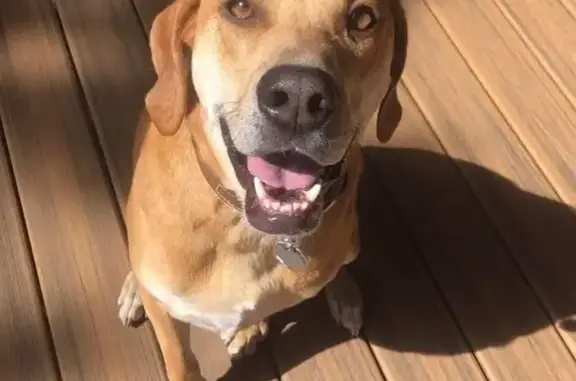 Lost 65lb Male Dog: H Avenue,...