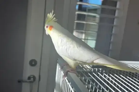 Lost Yellow Bird with Orange Cheeks