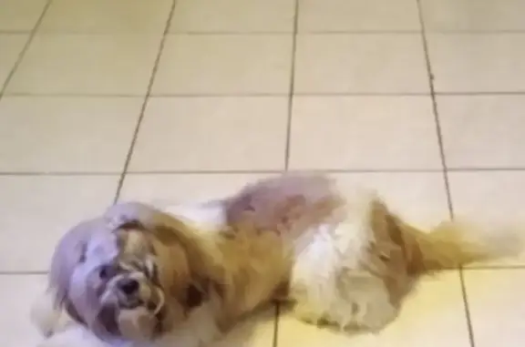 cachorro desaparecida