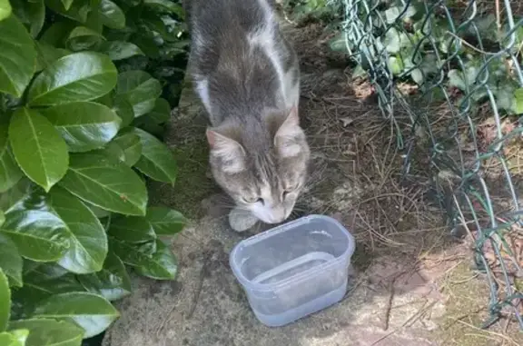 Chat trouvé Vannes, photo: Chat trouvé à Vannes, miaule beaucoup