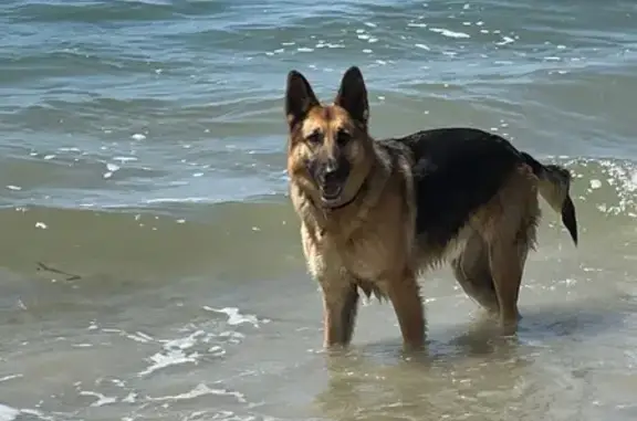 Lost Dog: Pink Bandana, Shaver...