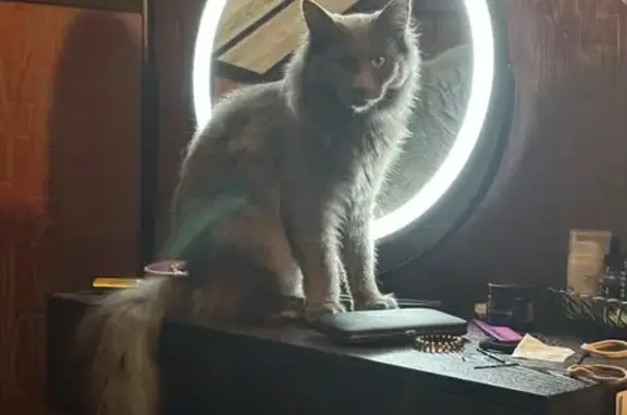 Lost: Large Grey Cat on North Main