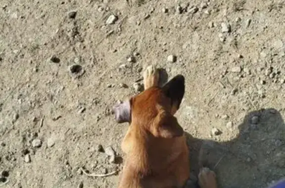 Chien trouvé , photo: Chien craintif trouvé à Mohon