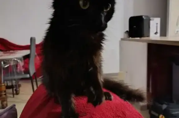 Chat noir perdu, 8 mois, Villeneuve-de-Marsan - photo