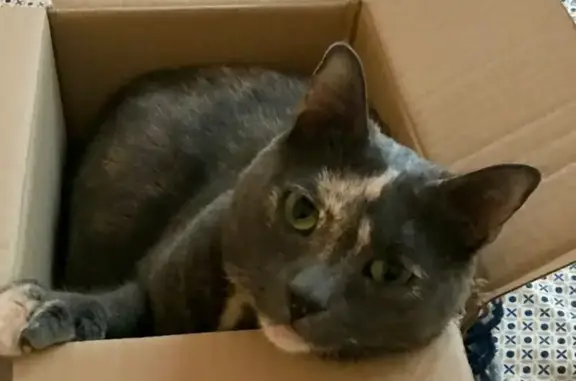 Animaux perdus Paris, photo: Chatte perdue, grise/beige, rue du Simplon