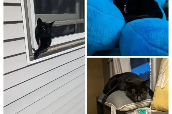 Lost Black Cat Pete: Help Find Him!