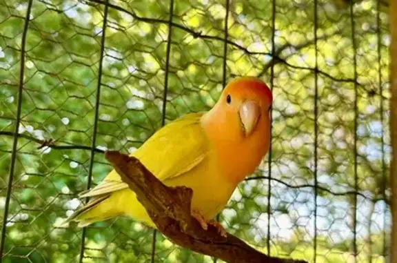 Animaux perdus , photo: Oiseau apprivoisé perdu à Voulmentin