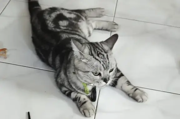 Found: Grey & Black Striped Cat, Redwood Ave