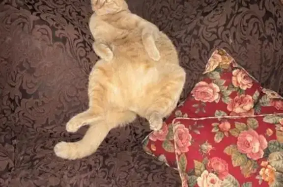Lost Orange Tabby - Ocala, NE 2nd Loop