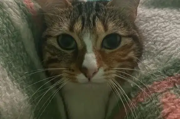 Tricolor Perdida: Gata Dócil en Carabanchel
