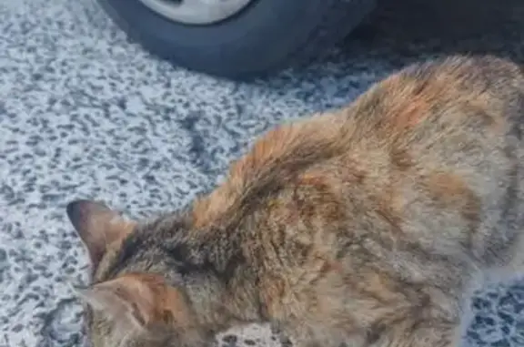 Chat maigre trouvé à Landerneau - photo