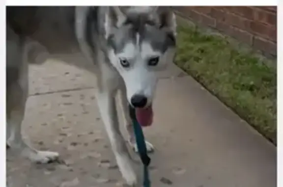 Friendly Husky Found on White Road