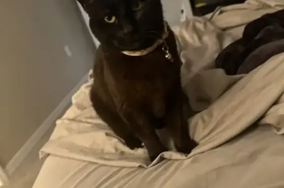 Lost Black Cat Lea: SW 64th Ave, Ocala