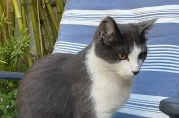 Animaux perdus Douvres-la-Délivrande, photo: Chat gris/blanc perdu à Douvres-la-Délivrande