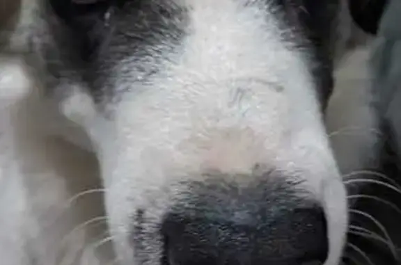 cachorro desaparecida
