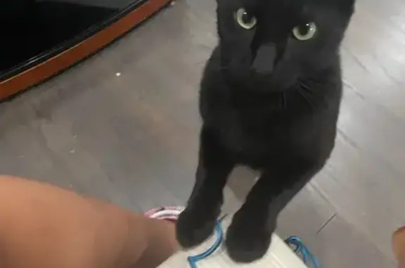 Lost Cat: Big Ears & Long Legs - Howell